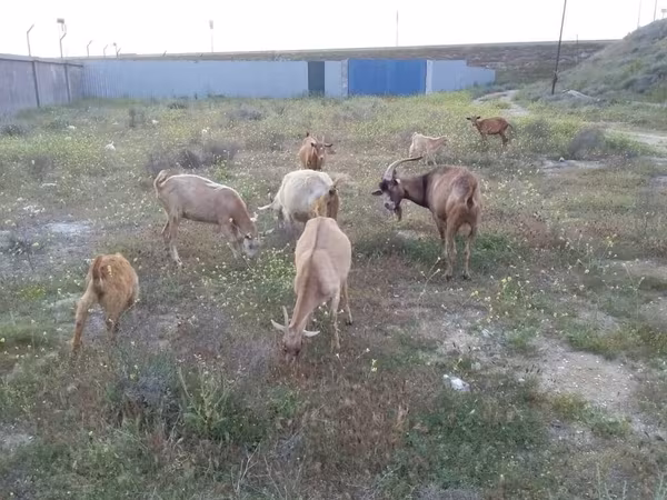 Goat, Alpine goat — Azerbaijan