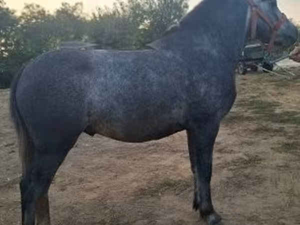 Cavalo, Cavalos