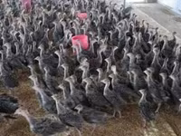 Geniş Sinəli Ağ — foto 3