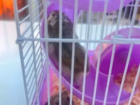 Cırtdan hamsterlər üçün komplekt qəfəs dəsti - Rəng: bənövşəyi — фото 1