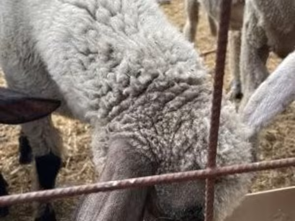 Baran, Tsigai sheep
