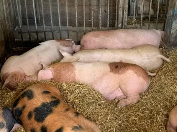 母猪, Pigs