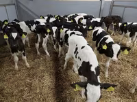 Cattle (batch, sex not specified), Simmental cattle — photo 7