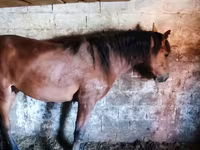 马匹（批次，未指定性别）, Horse breed — 照片 3
