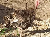 Slovenian Silver Hen — foto 5