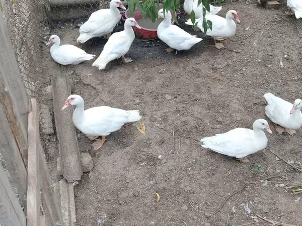 Ducks — Azerbaijan
