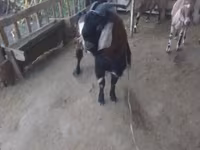 Ziegenbock, Ziegen — Foto 2