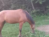 Horse (M), Horses — photo 2