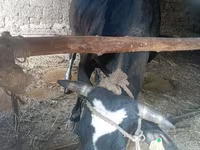 Cow, Cattle — photo 2