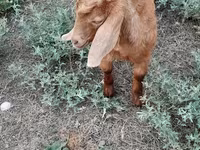 Billy Goat, Goats — photo 2