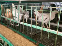 Chickens — Foto 5