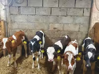 Byk, Simmental cattle — zdjęcie 2