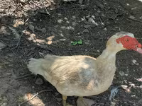 Domestic Muscovy — photo 2