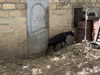 Dişi keçi, Murcia-Granada goats — foto 6