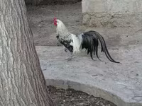 Chickens — الصورة 4