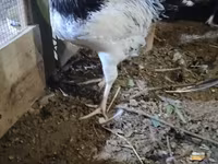 Chickens — الصورة 2