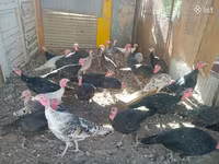 Turkeys — Foto 2