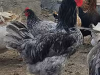 Australorp — photo 1
