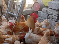 Chickens — 照片 2