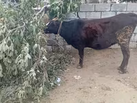 Krava, Skot — foto 3