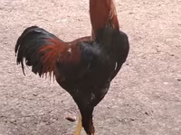 Chickens — photo 2