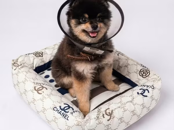 🐾 Уютное место для комфортного отдыха вашего любимца 🤍 В нашей