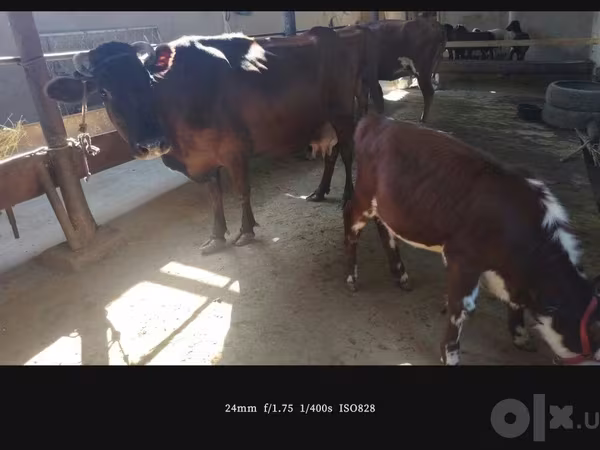 Cow, Simmental cattle