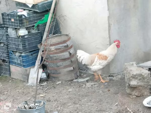 Chickens