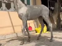 Caballos (lote, sexo no especificado), Kyrgyz Horse — foto 1