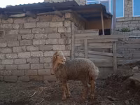 Carnero, Ovejas — foto 3