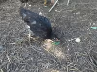 Chickens — foto 1