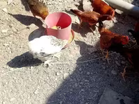 Chickens — foto 5