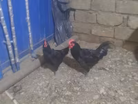 Australorp — foto 4