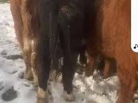 Bull, Cattle — photo 4