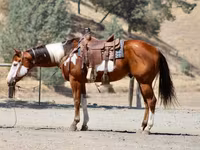 At, American paint horse — foto 4