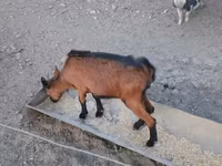 Коза, Alpine goat — фото 6