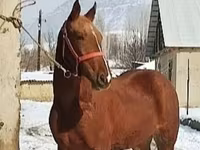 At, Karabair horse — foto 3