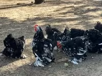 Pekin-Zwerg — Foto 2