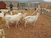 母山羊, Saanen goat — 照片 3