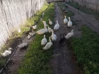 Ducks — photo 4