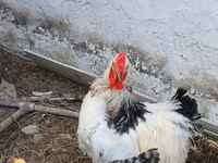 براهما — الصورة 1