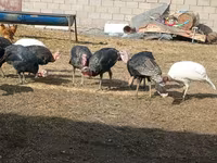 Turkeys — الصورة 2