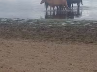 Klisna, Kustanai horse — foto 1