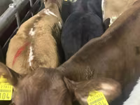 Bull, Cattle — photo 1
