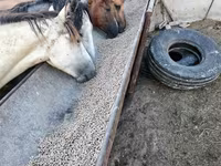 Klisna, Horse breed — foto 2