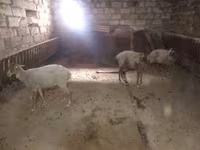 Ovce, Ovce — foto 3