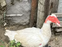 Ducks — الصورة 1