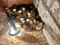 Chickens — photo 4