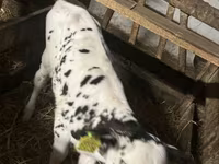 Buğa, Russian Black pied cattle — foto 6