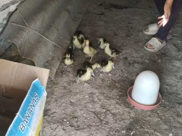 Ducks — Azərbaycan